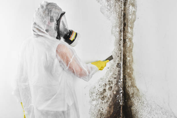 Best Attic Mold Remediation in Gibsonburg, OH