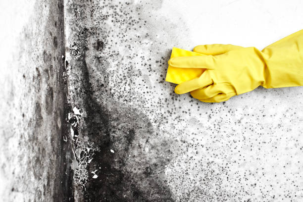 Professional Mold Remediation in Gibsonburg, OH