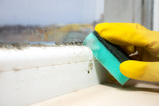Best Crawl Space Mold Remediation in Gibsonburg, OH