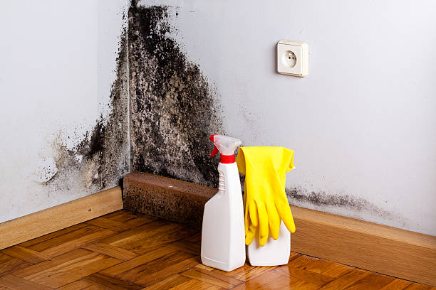 Best DIY Mold Remediation Support Services in Gibsonburg, OH