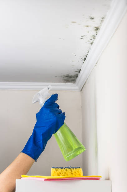 Best Localized Mold Remediation (e.g., coastal areas, humid climates) in Gibsonburg, OH