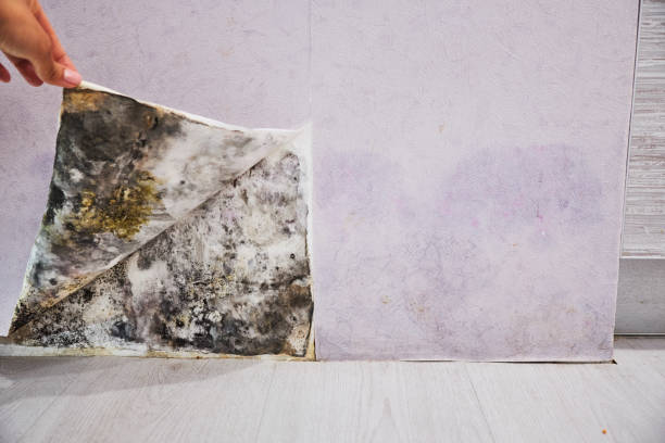 Best Residential Mold Remediation in Gibsonburg, OH